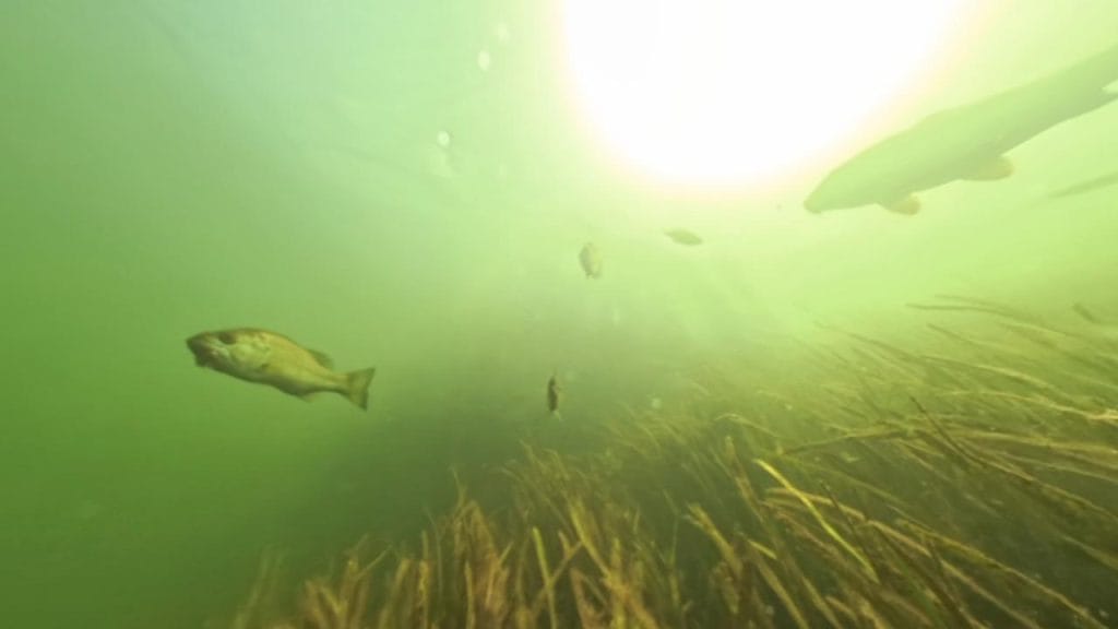 瀬田川南郷蛍橋南側エリアのバス釣りポイントで水中撮影した鯉とバス