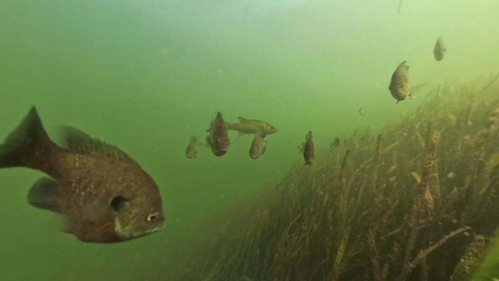 瀬田川南郷蛍橋南側エリアのバス釣りポイントで水中撮影したブル－ギルとバス